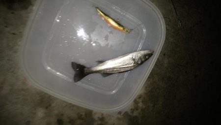 ナイトルアーフィッシング シーバス