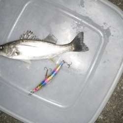 ナイトルアーフィッシング　シーバス