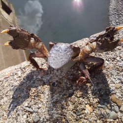 清々しい(キヨキヨしい)