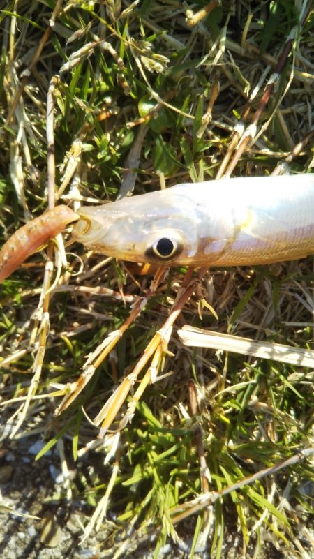 マイクロでも楽しいオールスター五目釣り♪