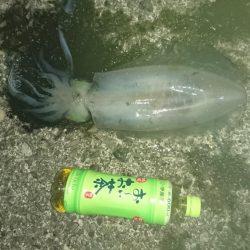 アオリイカ釣りしてるのに！