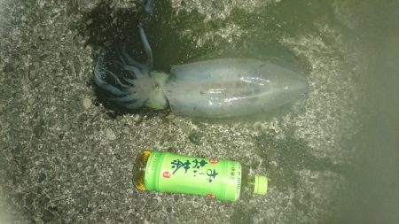 アオリイカ釣りしてるのに！