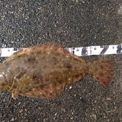 またもやアオリイカじゃない！