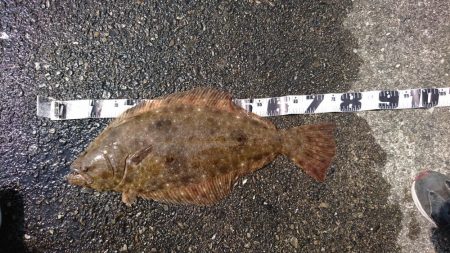 またもやアオリイカじゃない！