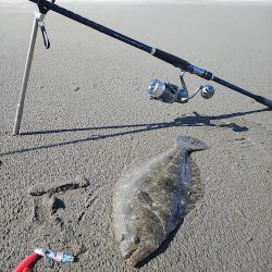 久しぶりのヒラメ