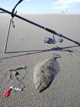 久しぶりのヒラメ