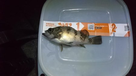 久しぶりメバル