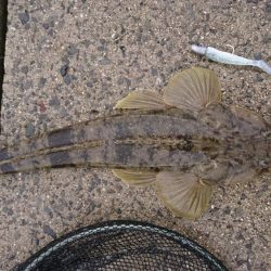 ナイスフィッシュ