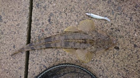 ナイスフィッシュ