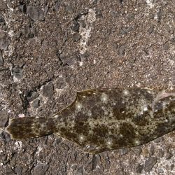 小さいけど…。