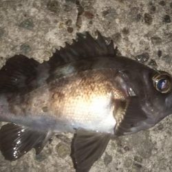 平成最後の大爆釣