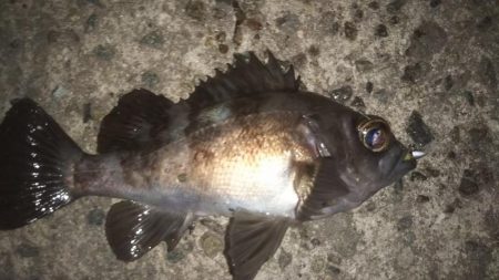 平成最後の大爆釣