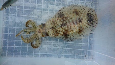 先週に続き、またまたアオリイカ釣りしてるの…