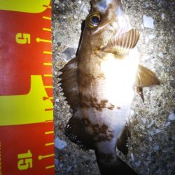 メバルさん　まぁまぁの型