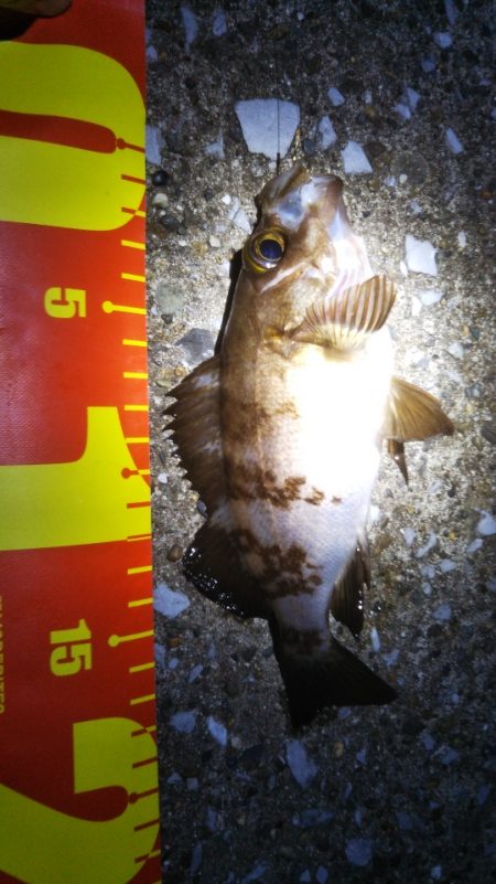 メバルさん　まぁまぁの型