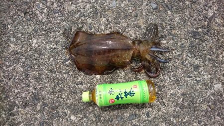 大型アオリイカ求めて