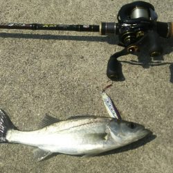 平成ファイナル~苅田港シーバス調査