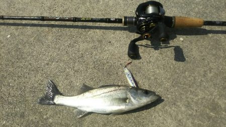 平成ファイナル~苅田港シーバス調査