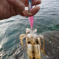 エギング大会参戦