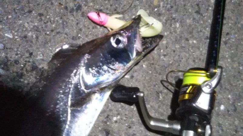 陸っぱりタチウオの季節到来