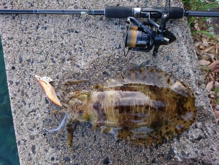 夕マズメエギング