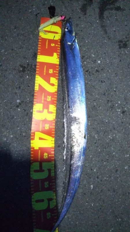 タチウオ接岸の時季が来ましたね！
