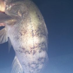 貝塚人工島でメバリング