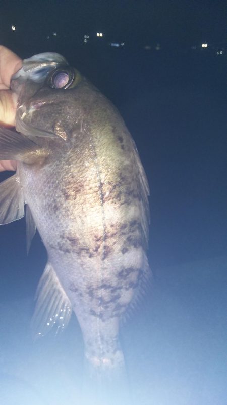 貝塚人工島でメバリング