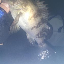 深夜に貝塚人工島でメバリング