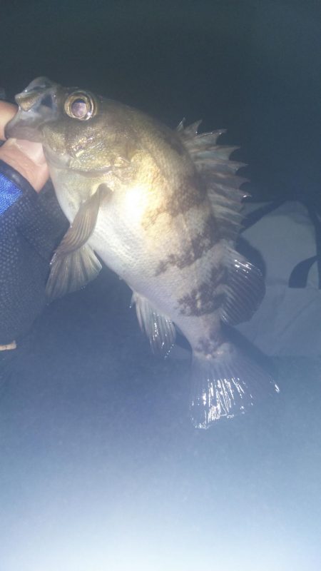 深夜に貝塚人工島でメバリング