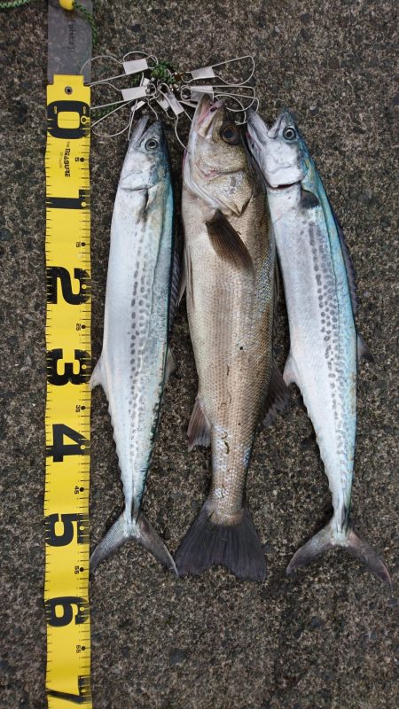 久しぶりの釣り