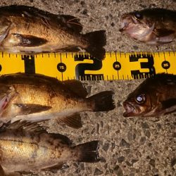 仕事終わりメバリング