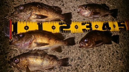 仕事終わりメバリング