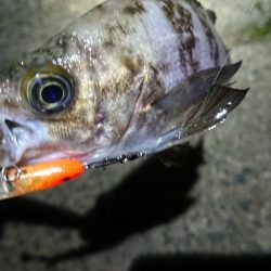 ちょこっとメバリング