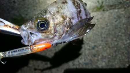 ちょこっとメバリング