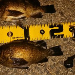 ちょこっとメバリング