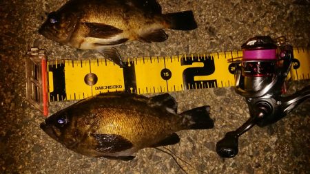 ちょこっとメバリング