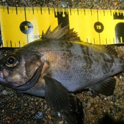 平成最後のメバリング