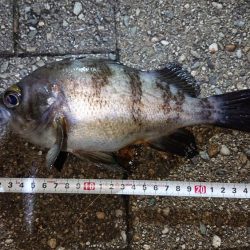 メバルダウンショット