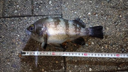 メバルダウンショット