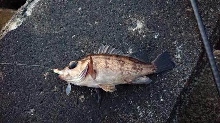 夕まずめメバリング