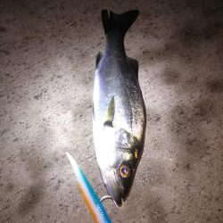 湾奥シーバス調査