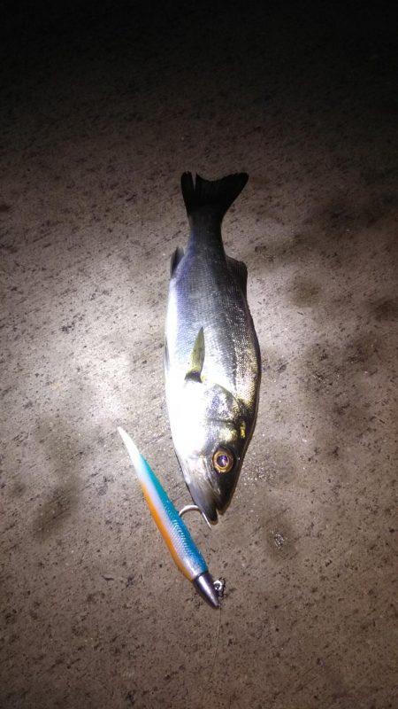 湾奥シーバス調査