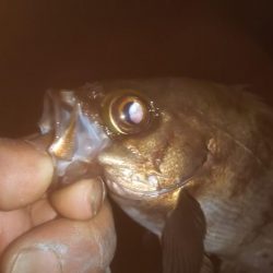 久しぶりのメバリング