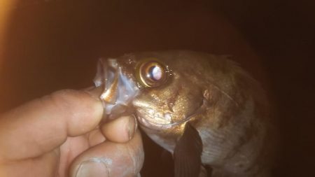 久しぶりのメバリング