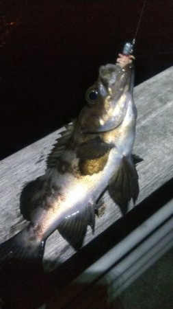 ガシラとメバル