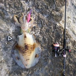 平成最後のアオリイカ