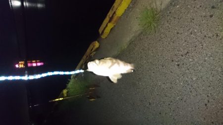 作ってみました。笑