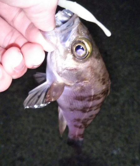 大苦戦のメバリング