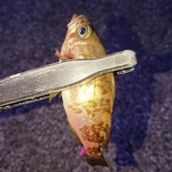 今日もチビのみ